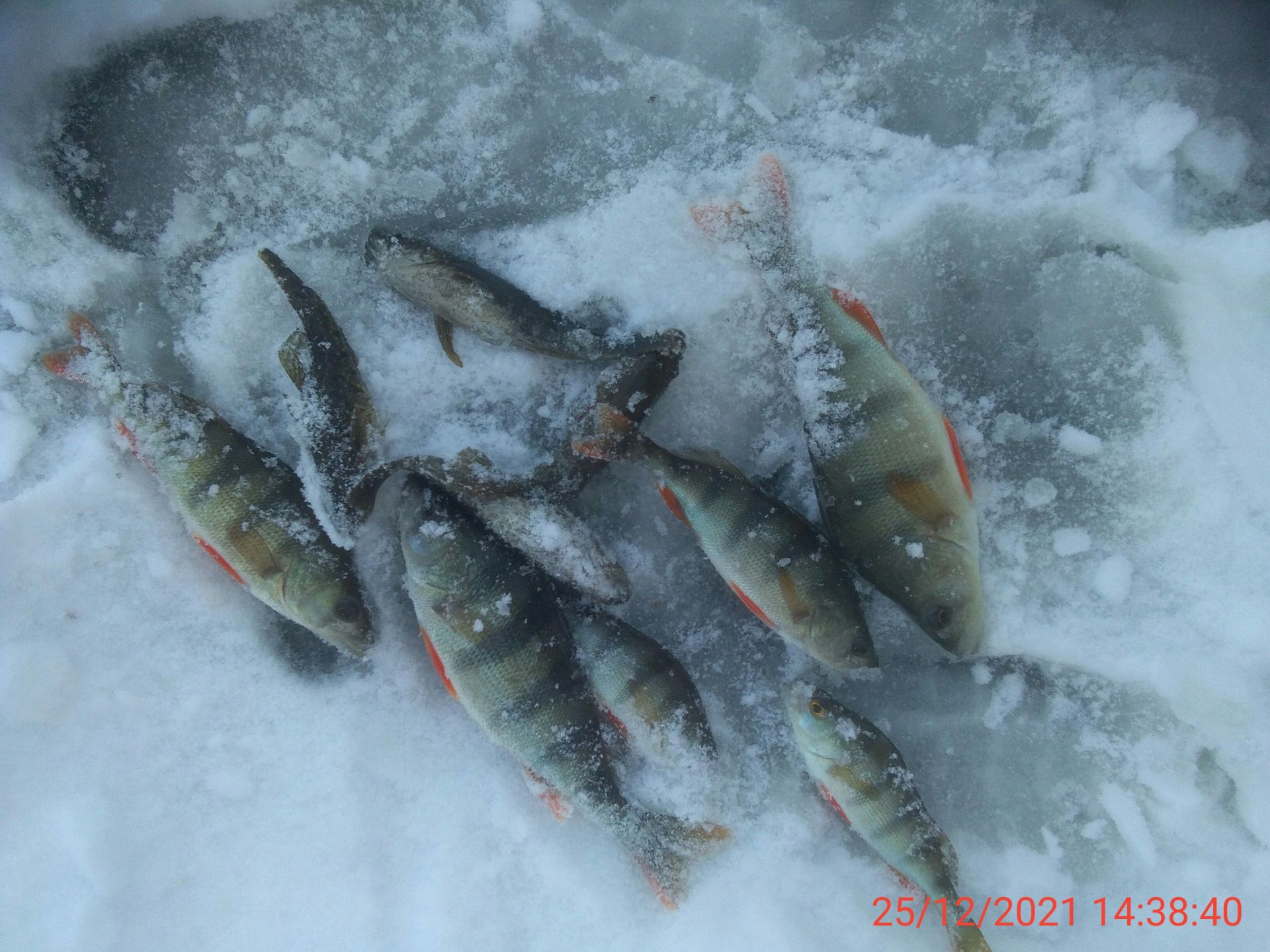  Рыбалка фото зі звіту про риболовлю  11840