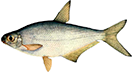 White-eye bream